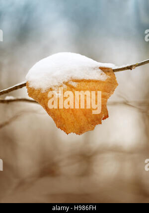 Bel colore giallo con foglie neve fotografato in close-up Foto Stock