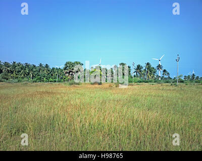 Le fonti di energia alternativa 4. Wind Farm nella provincia indiana del Kerala. Molti generatori eolici stand di palme da cocco forest Foto Stock