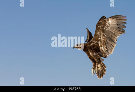 Maggiore maculato (Aquila clanga clanga)battenti in un deserto vicino a Dubai, Emirati arabi uniti Foto Stock