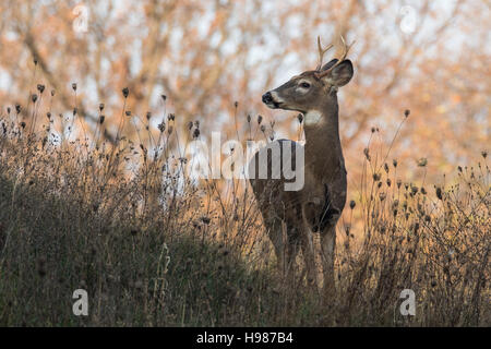 White-tailed deer buck Foto Stock