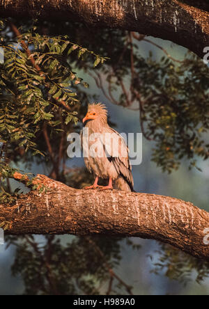 Avvoltoio Capovaccaio (Neophron percnopterus), uccello adulto arroccato al sito sono ' appollaiati in albero,Bharatpur,Rajasthan,l'India Foto Stock