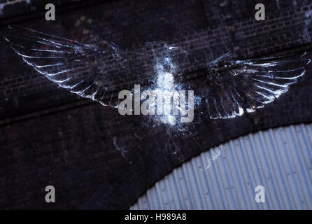 Feral piccione, Columba livia, stampa di piuma di polvere lasciata dalle ali dopo la collisione con una finestra, Londra, Regno Unito Foto Stock