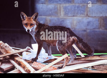 Red Fox, volpe (Vulpes vulpes), per il lavaggio di alimenti in un builder saltare, London, Regno Unito Foto Stock