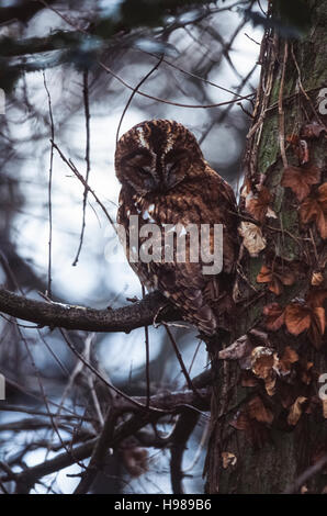 Allocco (Strix aluco), appollaiato su un ramo al tramonto in autunno,Regents Park, London, Regno Unito Foto Stock