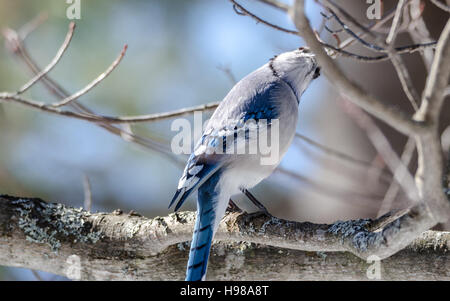 Blue Jay con atteggiamento, (Cyanocitta cristata) testa armato indietro, guardando la fotocamera in un modo divertente,all'inizio primavera, su un ramo. Foto Stock