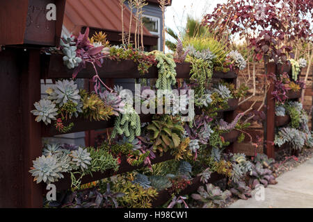 Giardino verticale piantato a parete con ripiani per contenere più verde e rosso e le piante succulente. Foto Stock