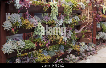 Giardino verticale piantato a parete con ripiani per contenere più verde e rosso e le piante succulente. Foto Stock