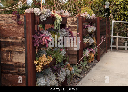 Giardino verticale piantato a parete con ripiani per contenere più verde e rosso e le piante succulente. Foto Stock