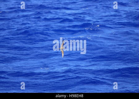 Bulwer's Petrel (Bulweria bulwerii) in isola Ogasawara,Giappone Foto Stock