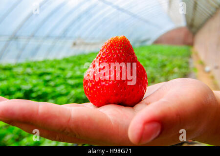 Bella, fresche Fragole su un lato Foto Stock