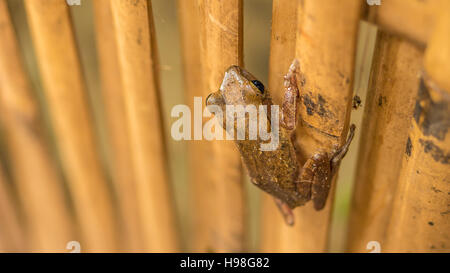 Close up di Bella Rana secco sul bastone di bambù. Top Breve prospettiva. Koh Tao, Thailandia Foto Stock