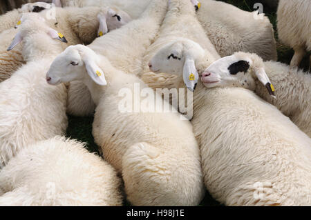 Pecore cuddling, , Niederösterreich, Austria Inferiore, Austria Foto Stock