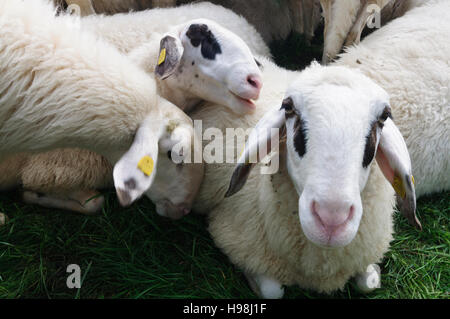 : Pecore cuddling, , Niederösterreich, Austria Inferiore, Austria Foto Stock