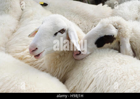 : Pecore cuddling, , Niederösterreich, Austria Inferiore, Austria Foto Stock