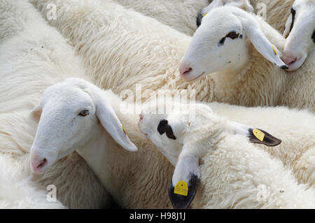 : Pecore cuddling, , Niederösterreich, Austria Inferiore, Austria Foto Stock