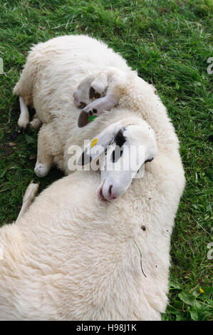 : Pecore cuddling, , Niederösterreich, Austria Inferiore, Austria Foto Stock