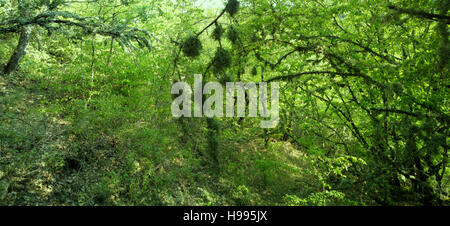 Muschio di quercia (Evernia prunastri) fittamente copre i rami di alberi Foto Stock