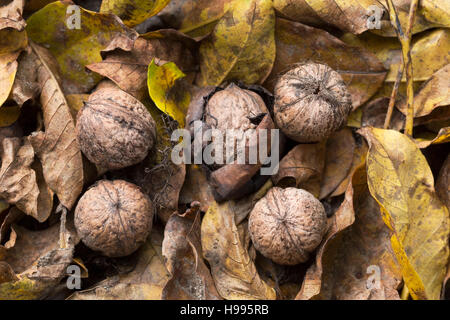 Noci sulle foglie cadute in autunno Foto Stock