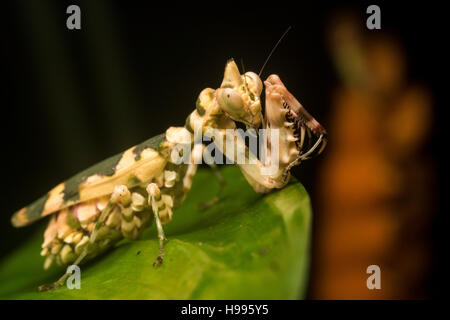 Un tropicale depredavano mantis su una foglia nella giungla peruviana. Foto Stock