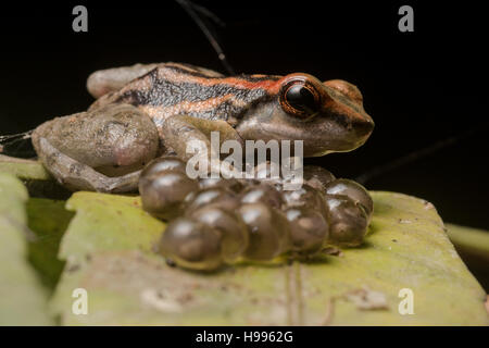 Un maschio di Los tayos rana a razzo (Hyloxalus nexipus) custodisce la sua uova nella giungla peruviana. Un comportamento tipico di avvelenare le rane. Foto Stock