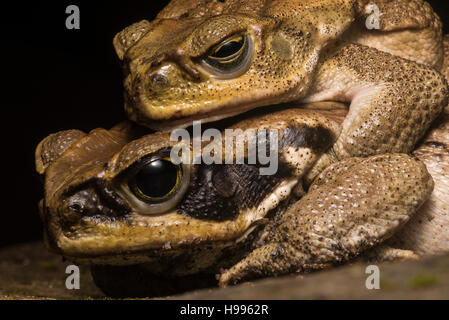 Una coppia di canna rospi (Rhinella marina) trovato in amplexus lungo un flusso banca in Perù. Foto Stock