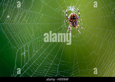 Western Spotted Orb Weaver - (Neoscona oaxacensis) ragno nel centro del web Foto Stock