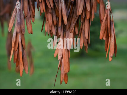 Primo piano di un mazzetto di marrone e secca lascia appeso sulla struttura ad albero Foto Stock