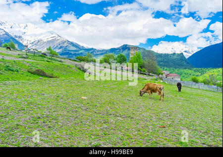 Le mucche pascolano sul pascolo collinare in Mestia, Svaneti superiore, Georgia. Foto Stock