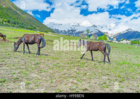 I cavalli pascolare con le vette dolomitiche innevate sullo sfondo, Svaneti superiore, Georgia. Foto Stock