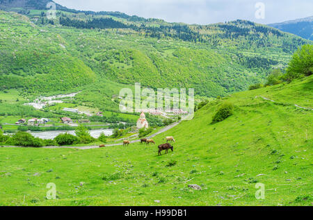 Le mucche pascolano sul verde pendio con la piccola chiesa sullo sfondo, Mestia, Georgia. Foto Stock