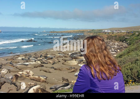 Donna guardando le guarnizioni di elefante in San Simeon, California, Stati Uniti d'America. Foto Stock