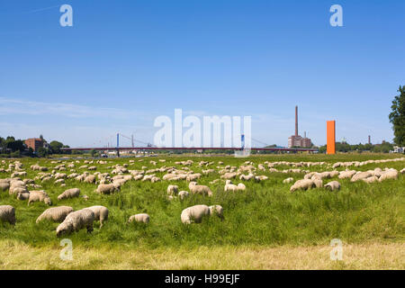 Germania, la zona della Ruhr, Duisburg, pecore alla pianura alluvionale del fiume Reno nel quartiere Neuenkamp. Foto Stock
