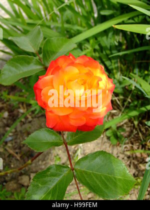 Orange due tonalità di rosa Foto Stock