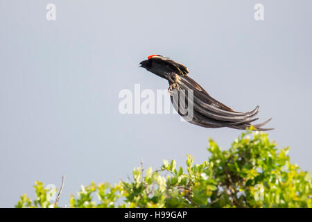 Un maschio lungo-tailed widowbird visualizzazione da una bussola superiore, Laikipia, Kenya 2016 Foto Stock