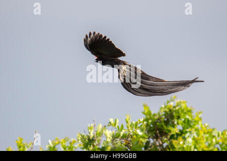 Un maschio lungo-tailed widowbird visualizzazione da una bussola superiore, Laikipia, Kenya 2016 Foto Stock