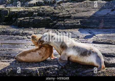 I leoni di mare su isla nel canale di Beagle vicino a Ushuaia (Argentina) Foto Stock