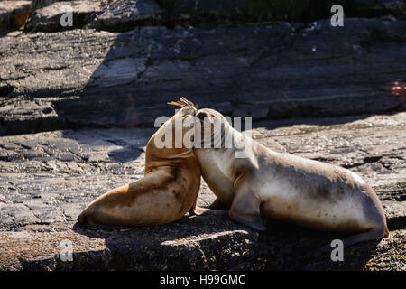 I leoni di mare su isla nel canale di Beagle vicino a Ushuaia (Argentina) Foto Stock