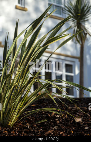 Phormium Tenax variagata crescendo in un giardino Devon Foto Stock