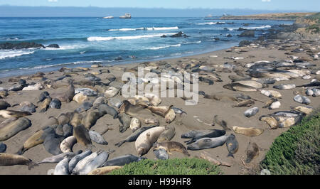 Le guarnizioni di tenuta di elefante sdraiato sulla spiaggia, San Simeon, CALIFORNIA, STATI UNITI D'AMERICA Foto Stock