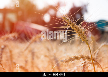 Vista dettagliata del grano nel campo di grano con un trattore rosso sfondo Foto Stock