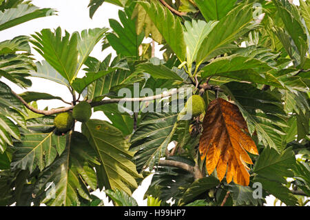 Albero di frutti di pane, con frutta, foresta pluviale, Gamboa, Panama Foto Stock