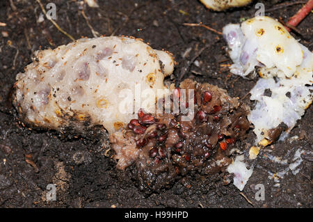 Surmature nonifruit sul terreno, Noni, foresta pluviale, Gamboa, Panama Foto Stock