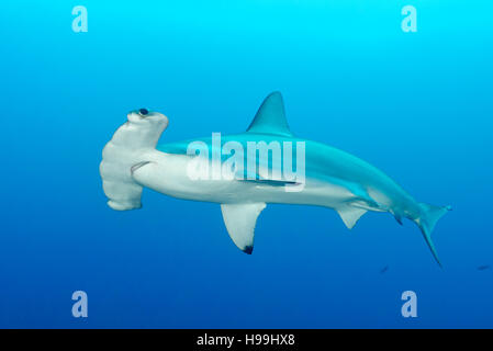 Festone squalo martello, l'isola di Malpelo, Colombia, Oriente Oceano Pacifico Foto Stock