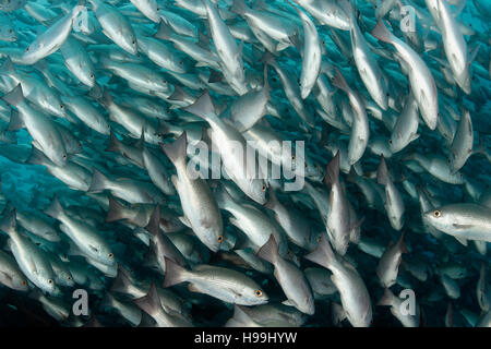 Scuola di Whipper Snapper, Jordans Snapper, l'isola di Malpelo, Colombia, Oriente Oceano Pacifico Foto Stock