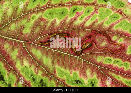 Corniolo Cornus alba leaf close-up Foto Stock