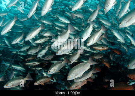 Scuola di Whipper Snapper, Jordans Snapper, l'isola di Malpelo, Colombia, Oriente Oceano Pacifico Foto Stock