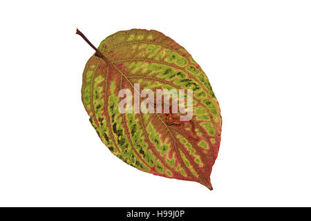 Corniolo Cornus alba leaf Foto Stock