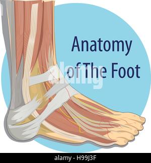 Illustrazione Vettoriale anatomia del piede Illustrazione Vettoriale