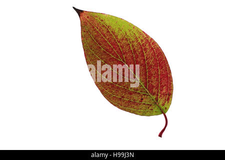 Rosso-abbaiato sanguinello Cornus alba foglie tagliate in autunno Foto Stock