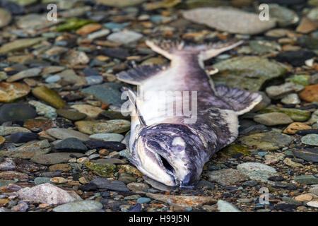 Ha deposto le uova di salmone del Pacifico fornire oceaniche ricchi di nutrienti per le acque costiere e ecosistemi di foresta pluviale nelle zone costiere Alaska Foto Stock